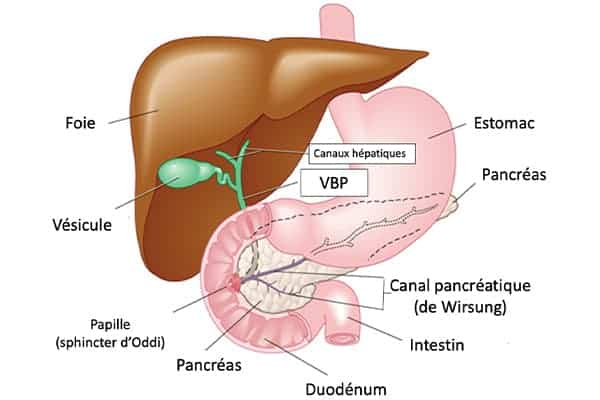 lithiase vesiculaire et cholecystectomie vesicule biliaire symptome operation chirurgien visceral et digestif cabinet adn paris